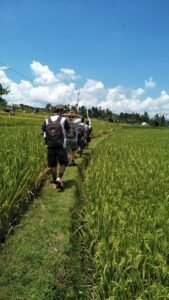 rice padi1