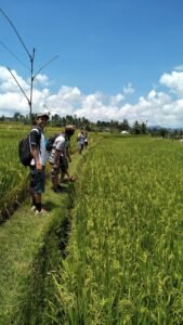 rice3